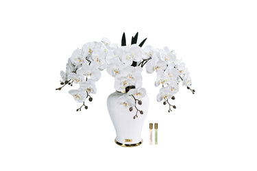 Imperial Orchid - White - IMPO01 (Carton of 1)